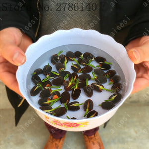 5 pcs lotus and send gift