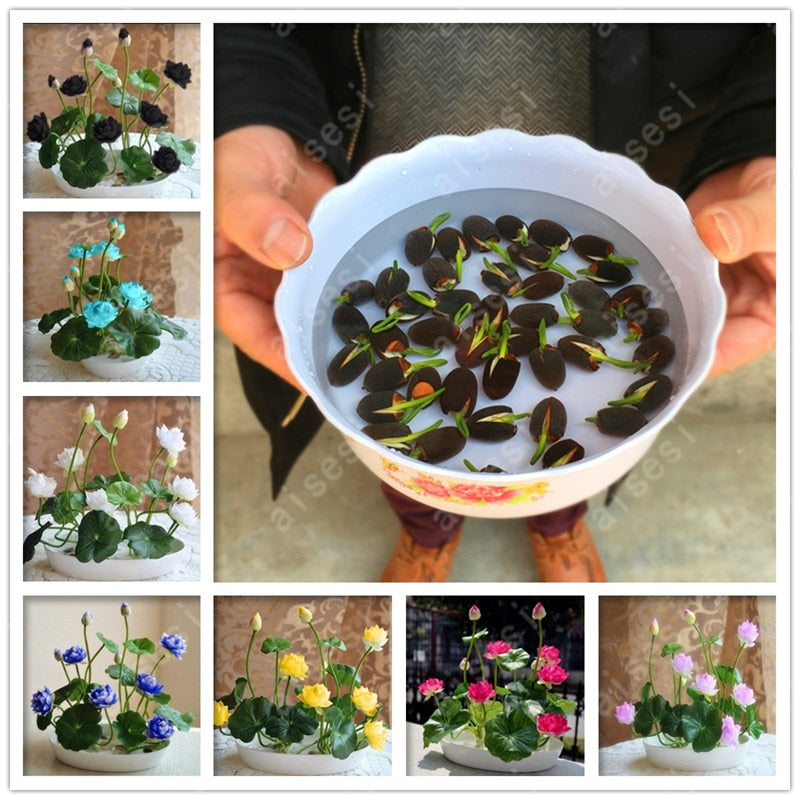 5 pcs lotus and send gift