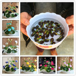 5 pcs lotus and send gift