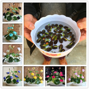 5 pcs lotus and send gift