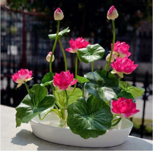 5 pcs lotus and send gift