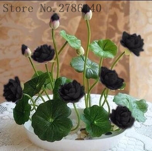 5 pcs lotus and send gift