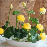 5 pcs lotus and send gift