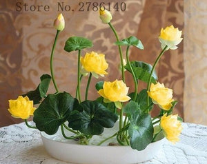 5 pcs lotus and send gift