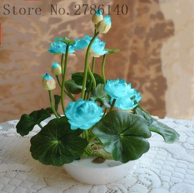 5 pcs lotus and send gift