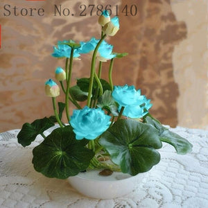 5 pcs lotus and send gift