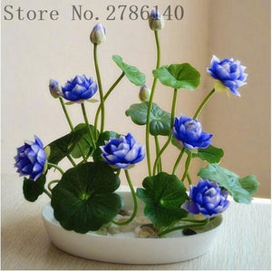 5 pcs lotus and send gift